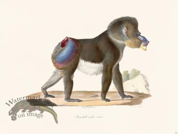 Cuvier 321 Mandrill Male Virux